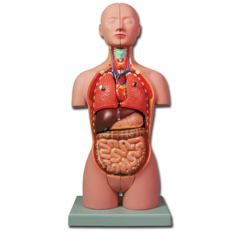 anatomia corpului uman cremă de articole inteligente Preț